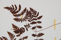 細裂羽節蕨藏品圖，第5張