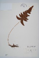 羽節蕨藏品圖，第1張