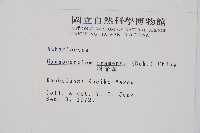 羽節蕨藏品圖，第2張