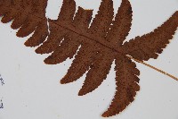 羽節蕨藏品圖，第3張