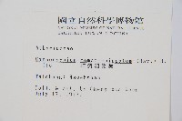 細裂羽節蕨藏品圖，第2張