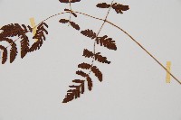 細裂羽節蕨藏品圖，第3張