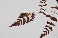 細裂羽節蕨藏品圖，第4張