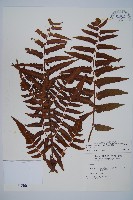 菜蕨藏品圖，第1張