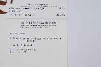 菜蕨藏品圖，第2張