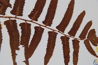 菜蕨藏品圖，第3張