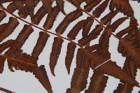 菜蕨藏品圖，第4張