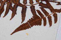 菜蕨藏品圖，第5張