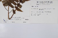 廣葉鋸齒雙蓋蕨藏品圖，第2張