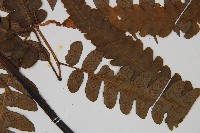 廣葉鋸齒雙蓋蕨藏品圖，第3張