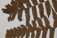 廣葉鋸齒雙蓋蕨藏品圖，第4張