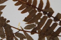 廣葉鋸齒雙蓋蕨藏品圖，第5張