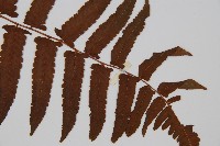 菜蕨藏品圖，第3張