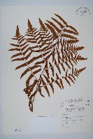 菜蕨藏品圖，第1張