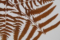 菜蕨藏品圖，第3張