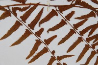 菜蕨藏品圖，第4張