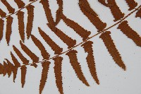 菜蕨藏品圖，第5張