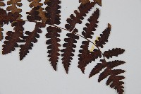 貞蕨藏品圖，第3張