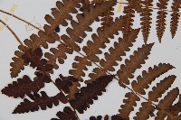 貞蕨藏品圖，第4張