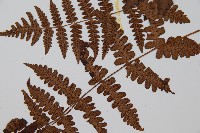 貞蕨藏品圖，第5張