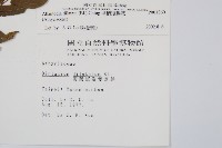 毛柄短腸蕨藏品圖，第2張