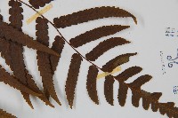 毛柄短腸蕨藏品圖，第3張