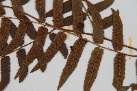 毛柄短腸蕨藏品圖，第5張