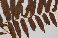 毛柄短腸蕨藏品圖，第4張