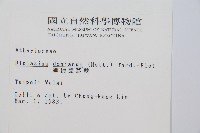 細柄雙蓋蕨藏品圖，第2張