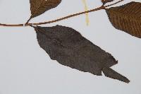 細柄雙蓋蕨藏品圖，第3張