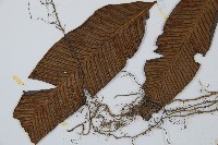 細柄雙蓋蕨藏品圖，第5張