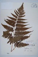 刺柄雙蓋蕨藏品圖，第1張