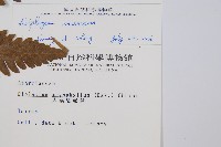 刺柄雙蓋蕨藏品圖，第2張