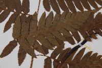 刺柄雙蓋蕨藏品圖，第5張