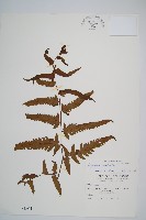 過溝菜蕨藏品圖，第1張