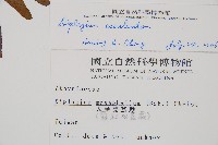 過溝菜蕨藏品圖，第2張