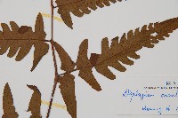 過溝菜蕨藏品圖，第3張