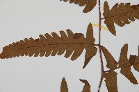 過溝菜蕨藏品圖，第4張