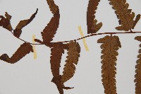 過溝菜蕨藏品圖，第5張