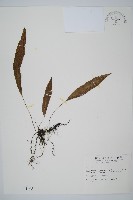 單葉雙蓋蕨藏品圖，第1張