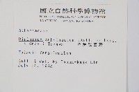 單葉雙蓋蕨藏品圖，第2張