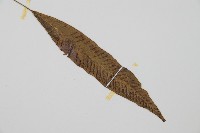 單葉雙蓋蕨藏品圖，第3張