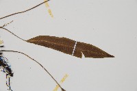 單葉雙蓋蕨藏品圖，第4張