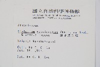 單葉雙蓋蕨藏品圖，第2張