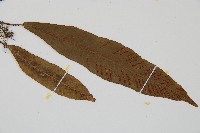 單葉雙蓋蕨藏品圖，第3張