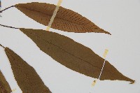 單葉雙蓋蕨藏品圖，第4張
