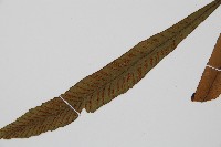 單葉雙蓋蕨藏品圖，第5張