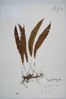 單葉雙蓋蕨藏品圖，第1張