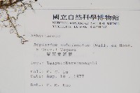 單葉雙蓋蕨藏品圖，第2張