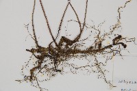 單葉雙蓋蕨藏品圖，第3張